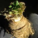 Atelier culture de l'endive en date du samedi 22 octobre 2022 - Chicorée devenue "chicon"