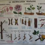 Atelier Greffe du 01 avril 2023 Atelier Greffe du 01 avril 2023 - La multiplication végétative