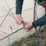 Atelier Greffe du 01 avril 2023 Atelier Greffe du 01 avril 2023 - La Pratique