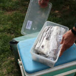 Atelier Greffe du 01 avril 2023 Atelier Greffe du 01 avril 2023 - Déballage & choix