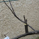 Atelier Greffe du 01 avril 2023 Atelier Greffe du 01 avril 2023 - C'est bientôt fini