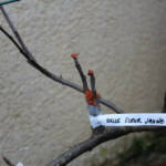 Atelier Greffe du 01 avril 2023 Atelier Greffe du 01 avril 2023 - Le résultat avec l'étiquette importante