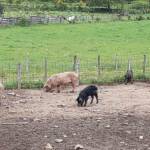 Fête de la biodiversité à la ferme du Gévaudan du samedi 21 mai 2023 - ... pendant que les cochons fouillent