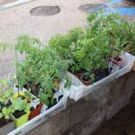 Atelier Troc de printemps à Langogne du 13 mai 2023 - les plants de tomates trouveront-ils preneur