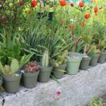 Ouverture de nos jardins des 17 & 18 juin 2023 - Le Jardin de Marie-France - L'allée, une fois passé le portail avec les cactées chères à la maitresse des lieux