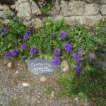 Ouverture de nos jardins des 17 & 18 juin 2023 - Le Jardin du Petit Prince chez Thérèse - massif de campanules