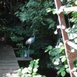 Ouverture de nos jardins des 17 & 18 juin 2023 - jardin de Gilbert & Mado - un pont de bois qui enjambe un ru ; les poissons n'ont qu'à bien se tenir !