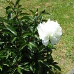 Ouverture de nos jardins des 17 & 18 juin 2023 - Le Jardin de Quentin - magnifique pivoine blanche ... ses petites sœurs vont prendre le relais de celle-ci sous peu