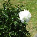 Ouverture de nos jardins des 17 & 18 juin 2023 - Le Jardin de Quentin - magnifique pivoine blanche ... ses petites sœurs vont prendre le relais de celle-ci sous peu