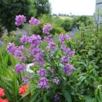 Ouverture de nos jardins des 17 & 18 juin 2023 - Le Jardin du Petit Prince chez Thérèse - Julienne des dames