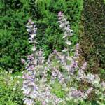 Visite à Ambert du 24 juin - Le Jardin du citoyen Romain chez Denise VIGNY - superbe sauge