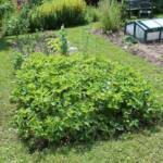 Ouverture de nos jardins des 17 & 18 juin 2023 - Le Jardin de Marie-France - Une plate-bande de fraisiers qui ont déjà bien donnés