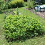 Ouverture de nos jardins des 17 & 18 juin 2023 - Le Jardin de Marie-France - Une plate-bande de fraisiers qui ont déjà bien donnés