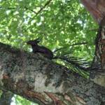 Ouverture de nos jardins des 17 & 18 juin 2023 - Le Jardin de Marie-France - L'écureuil en équilibre sur la branche (qui a chuté par fort vent le lendemain nous a -t-on dit)