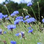 Ouverture de nos jardins des 17 & 18 juin 2023 - Le Jardin du Petit Prince chez Thérèse - les bleuets au vent