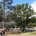 Fêtes de Plantes 2023 à Chavaniac-Lafayette des 3 & 4 juin 2023 - Le chêne historique et son ombrage salutaire