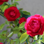 Ouverture de nos jardins des 17 & 18 juin 2023 - Le Jardin de Marie-France - Chapelet de roses qui apportent une touche de couleur vive