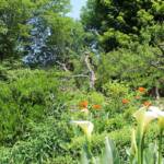 Ouverture de nos jardins des 17 & 18 juin 2023 - jardin de Gilbert & Mado - arômes et pavots délimitent le verger