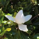 Visite à Ambert du 24 juin - Le Jardin du citoyen Romain chez Denise VIGNY - Fleur de magnolia