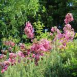 Ouverture de nos jardins des 17 & 18 juin 2023 - jardin de Gilbert & Mado - massif de weigelia