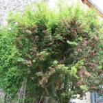 Ouverture de nos jardins des 17 & 18 juin 2023 - Le Jardin du Petit Prince chez Thérèse - le buisson d'aubépine splendide