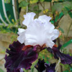 Ouverture de nos jardins des 17 & 18 juin 2023 - jardin de Gilbert & Mado - iris multicolore d'exception