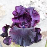 Ouverture de nos jardins des 17 & 18 juin 2023 - jardin de Gilbert & Mado - autre iris d'exception