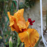 Ouverture de nos jardins des 17 & 18 juin 2023 - jardin de Gilbert & Mado - iris orangé d'exception