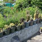 Ouverture de nos jardins des 17 & 18 juin 2023 - Le Jardin de Marie-France - Autre vue des cactées de grande taille