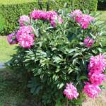 Ouverture de nos jardins des 17 & 18 juin 2023 - Le Jardin de Quentin - un des massifs de pivoines