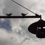 Journée citoyenne municipale du dimanche 11 juin 2023 - Jeu de piste - les oiseaux à découvrir