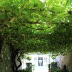 Visite à Ambert du 24 juin - Le Jardin du citoyen Romain chez Denise VIGNY - Ici se termine la visite