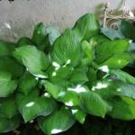 Visite à Ambert du 24 juin - Le Jardin du citoyen Romain chez Denise VIGNY - entre 2 haies d'hostas