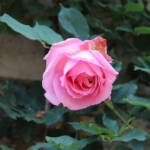 Ouverture de nos jardins des 17 & 18 juin 2023 - Le Jardin de Marie-France - Zoom sur rose juste éclose du jour