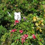 Ouverture de nos jardins des 17 & 18 juin 2023 - jardin de Gilbert & Mado - un loup qui émerge d'un massif