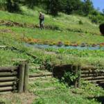 Visite à Ambert du 24 juin - Le moulin à papier Richard de Bas - Champ de fleurs spécifiques cultivées