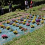 Visite à Ambert du 24 juin - Le moulin à papier Richard de Bas - Zoom sur fleurs