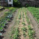 Ouverture de nos jardins des 17 & 18 juin 2023 - Le Jardin de Quentin - Plate-bande des choux, des poireaux et autre légumineuse déjà sous paillage