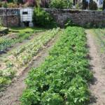 Ouverture de nos jardins des 17 & 18 juin 2023 - Le Jardin de Quentin - Plate-bande des pommes de terre
