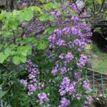 Ouverture de nos jardins des 17 & 18 juin 2023 - Le Jardin du Petit Prince chez Thérèse - autre Julienne des dames