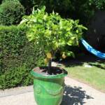 Visite à Ambert du 24 juin - Le Jardin du citoyen Romain chez Denise VIGNY - Les vasques d'Anduze citronnier