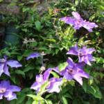 Ouverture de nos jardins des 17 & 18 juin 2023 - Le Jardin de Marie-France - Clématite somptueuse à large fleurs