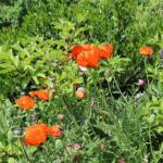 Ouverture de nos jardins des 17 & 18 juin 2023 - jardin de Gilbert & Mado - pavots