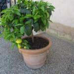 Visite à Ambert du 24 juin - Le Jardin du citoyen Romain chez Denise VIGNY - Pamplemoussier