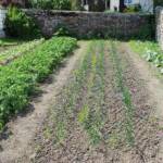 Ouverture de nos jardins des 17 & 18 juin 2023 - Le Jardin de Quentin - Plate-bande des oignons et des courgettes
