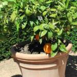 Visite à Ambert du 24 juin - Le Jardin du citoyen Romain chez Denise VIGNY - Oranger