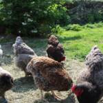 Ouverture de nos jardins des 17 & 18 juin 2023 - Le Jardin de Quentin - les poules de compétition toutes jeunettes