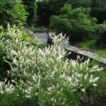 Ouverture de nos jardins des 17 & 18 juin 2023 - Le Jardin du Petit Prince chez Thérèse - le saule crevette caractéristique de l'appartenance à notre Association
