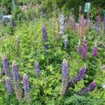 Ouverture de nos jardins des 17 & 18 juin 2023 - Le Jardin de Marie-France - Les lupins en majesté dans le jardin potager