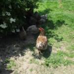Ouverture de nos jardins des 17 & 18 juin 2023 - Le Jardin de Quentin - Liberté et ombrage : production d'œufs bio assurée !